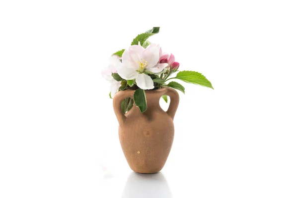 Spring Pink Apple Tree Flowers Clay Vase Isolated White Background — Stock Photo, Image