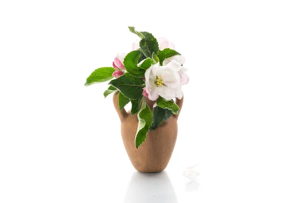 Primavera Rosa Macieira Flores Vaso Barro Isolado Fundo Branco — Fotografia de Stock