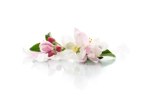 白を基調としたリンゴの木のピンクの春の花の小花束 — ストック写真