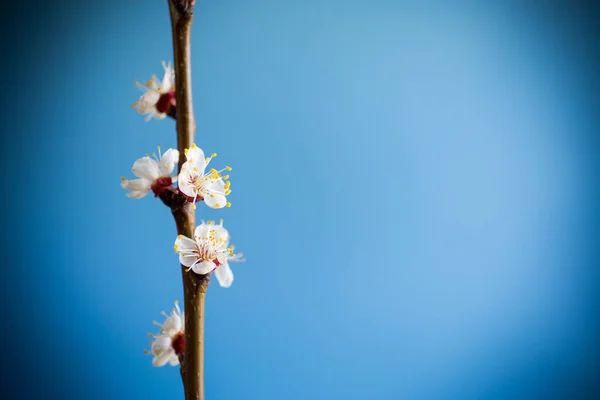 兰色背景的盛开的春杏树枝条 免版税图库照片