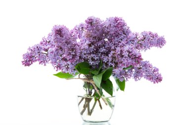 Beyaz arka planda yalıtılmış güzel bahar çiçekleri.