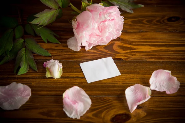 Peonía Rosa Hermosa Flor Con Pétalos Tarjeta Vacía Blanco Una —  Fotos de Stock