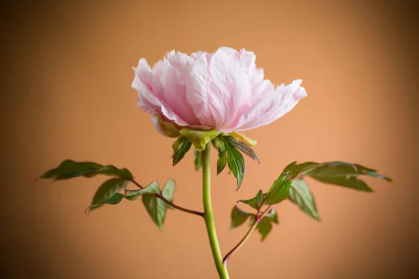 オレンジの背景に孤立したピンクの木のような牡丹の花を咲かせ — ストック写真