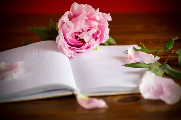 Rosa Hermosa Peonía Con Pétalos Cuaderno Blanco Para Texto Una — Foto de Stock