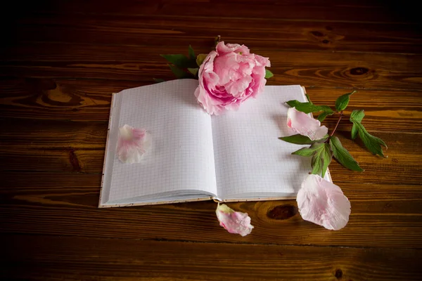 Rosa Hermosa Peonía Con Pétalos Cuaderno Blanco Para Texto Una — Foto de Stock