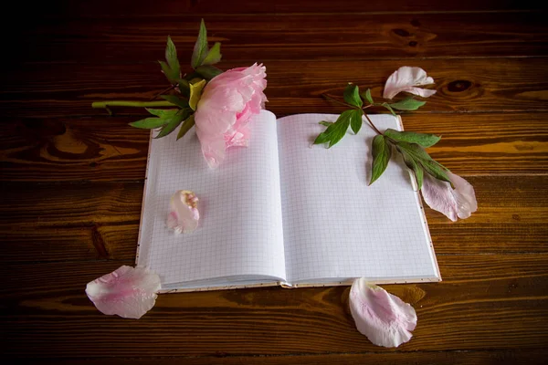 Rosa Hermosa Peonía Con Pétalos Cuaderno Blanco Para Texto Una — Foto de Stock