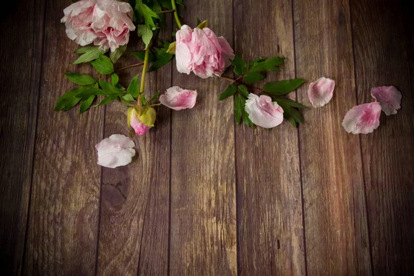 Hermosas Peonías Rosadas Con Pétalos Una Mesa Madera —  Fotos de Stock