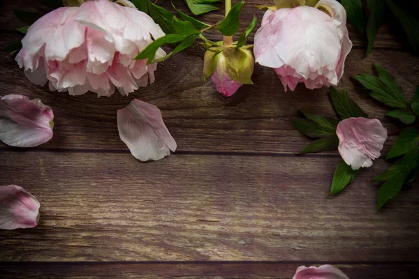 Krásné kvetoucí pivoňky s okvětními lístky na dřevěném stole — Stock fotografie