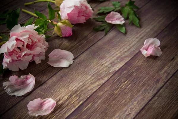 Hermosas peonías florecientes con pétalos en una mesa de madera —  Fotos de Stock