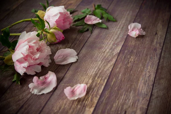 Hermosas peonías florecientes con pétalos en una mesa de madera —  Fotos de Stock