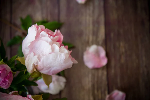 Beautiful blooming peonies with petals on a wooden table — Stock Photo, Image