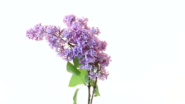 Buquê de belas flores de primavera de lilás no fundo branco — Vídeo de Stock