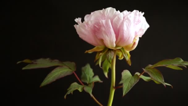 Bloeiende roze boom pioenroos bloem op zwarte achtergrond — Stockvideo