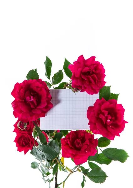 Букет красивых красных роз, изолированных на белом — стоковое фото
