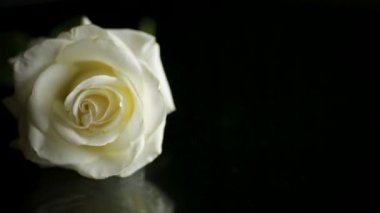 Siyah arkaplanda güzel bir beyaz gül