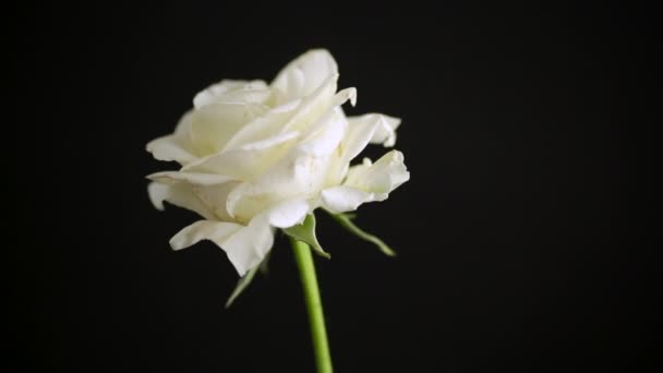 Uma bela rosa branca no fundo preto — Vídeo de Stock