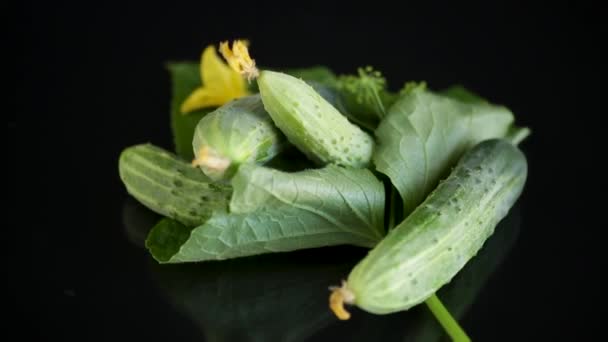 Färska naturliga gröna gurkor på en svart — Stockvideo