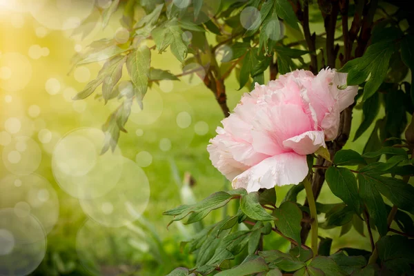 Blommande pioner i trädgården en solig dag — Stockfoto