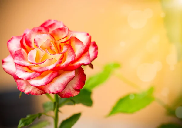 Rosa amarela bonita com uma tonalidade vermelha em uma laranja — Fotografia de Stock