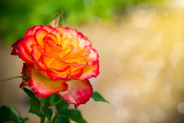 Hermosa rosa amarilla con un tinte rojo en una naranja —  Fotos de Stock