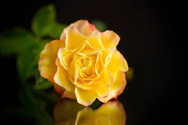 Rosa amarela com folhas verdes, sobre um fundo preto — Fotografia de Stock