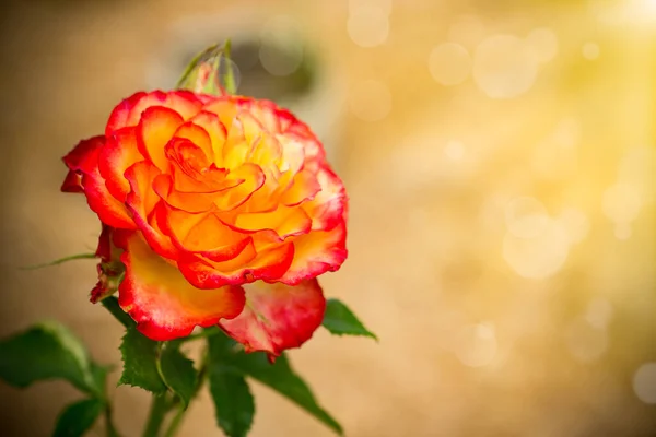 Bela rosa amarela com uma tonalidade vermelha — Fotografia de Stock