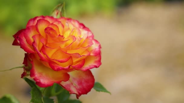 Bela rosa amarela com uma tonalidade vermelha — Vídeo de Stock