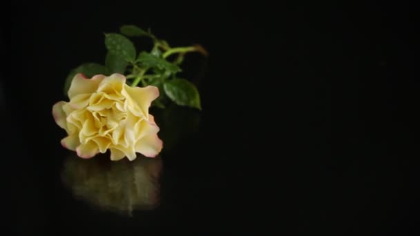 Rosa amarilla con hojas verdes, sobre fondo negro — Vídeos de Stock