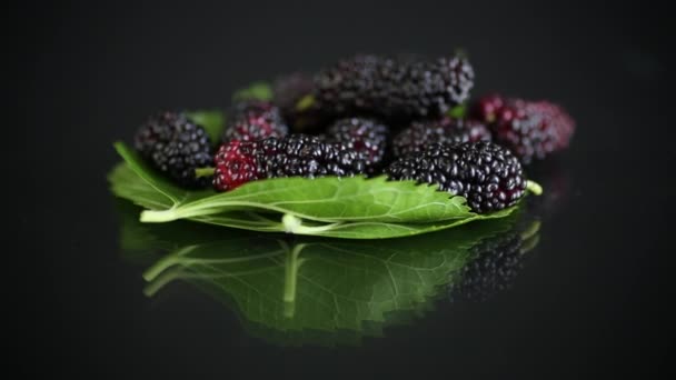 Mûrier avec feuille sur fond noir — Video