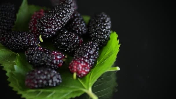 Mullbär med blad på svart bakgrund — Stockvideo