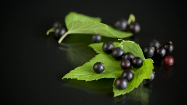 Спелые черные смородины с листьями на черном фоне — стоковое видео