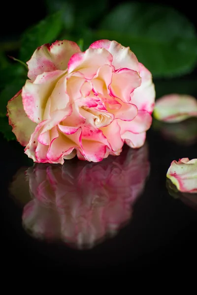 Bright pink rose with green leaves, on a black background — Stock Photo, Image