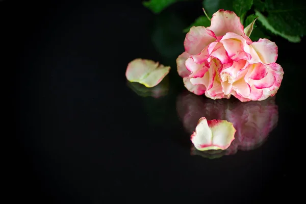 Ярко-розовая роза с зелеными листьями, на черном фоне — стоковое фото