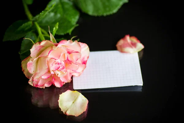 Rosa brilhante rosa com folhas verdes, em um fundo preto — Fotografia de Stock