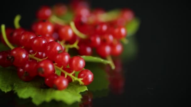 Спелые летние ягоды красной смородины на черном — стоковое видео