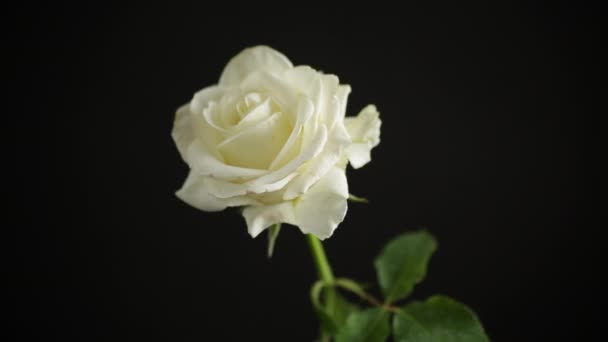 Одна красивая белая роза на черном фоне — стоковое видео