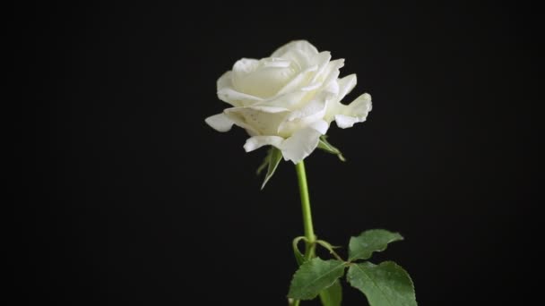 Una hermosa rosa blanca sobre fondo negro — Vídeo de stock