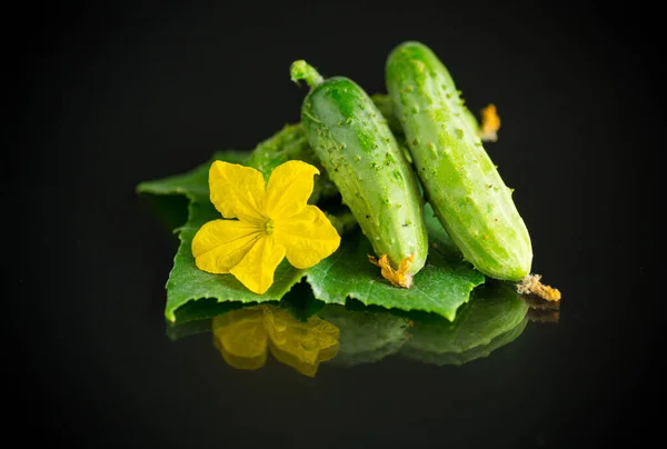 Fresh Natural Green Cucumbers Black Background — Stock Photo, Image