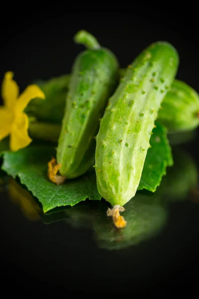 Fresh Natural Green Cucumbers Black Background — Stock Photo, Image