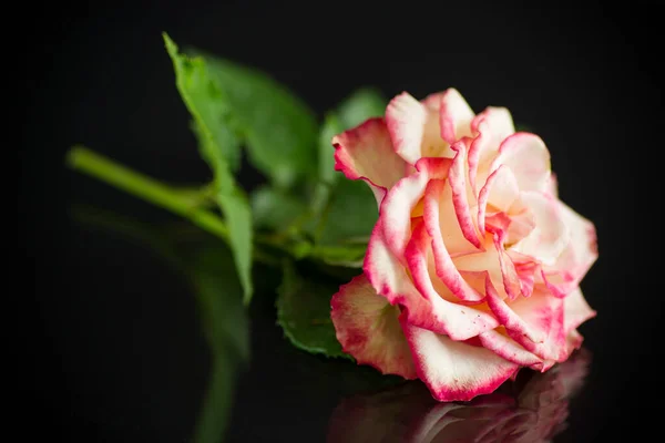 Ljusrosa Ros Med Gröna Blad Isolering Svart Bakgrund — Stockfoto