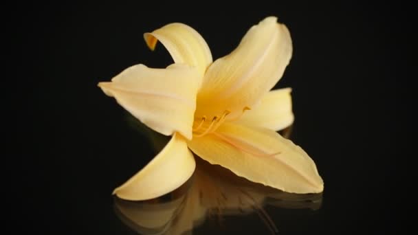 un lis jaune en fleurs sur fond noir