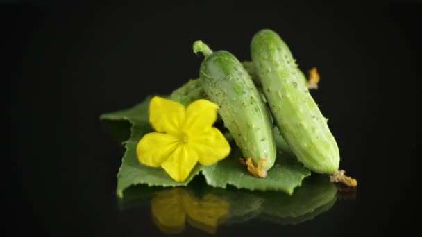 Verse natuurlijke groene komkommers op een zwarte — Stockvideo