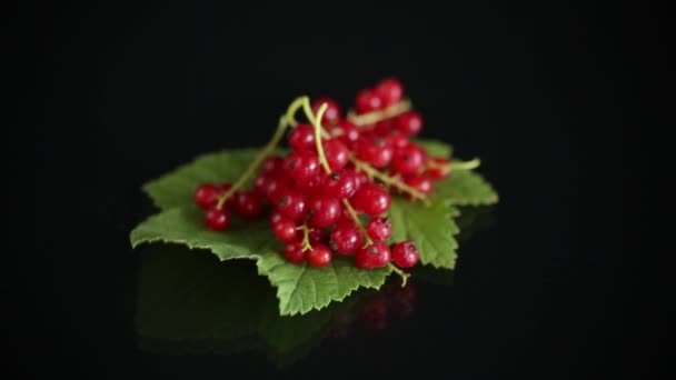 Спелые летние ягоды красной смородины на черном — стоковое видео