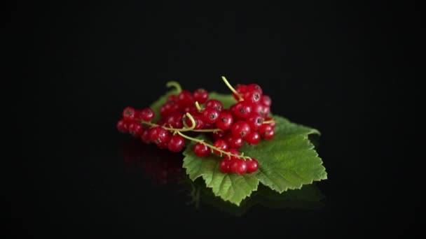Ripe summer berry red currant on a black — Stock Video