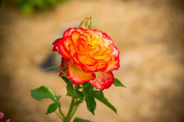 Belle rose jaune avec une teinte rouge sur une orange — Photo