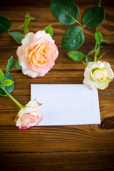 Rosa schöne Sommerrosen mit leerem Briefkopf für Text — Stockfoto