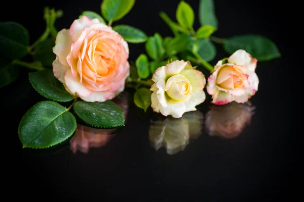 Rosa schöne Sommerrosen auf schwarzem Hintergrund — Stockfoto