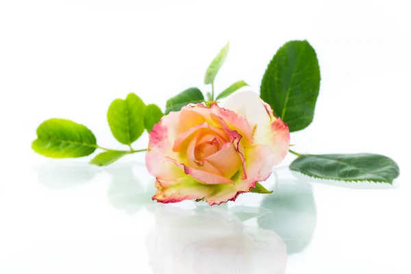 Ροζ όμορφα τριαντάφυλλα του καλοκαιριού σε λευκό φόντο — Φωτογραφία Αρχείου