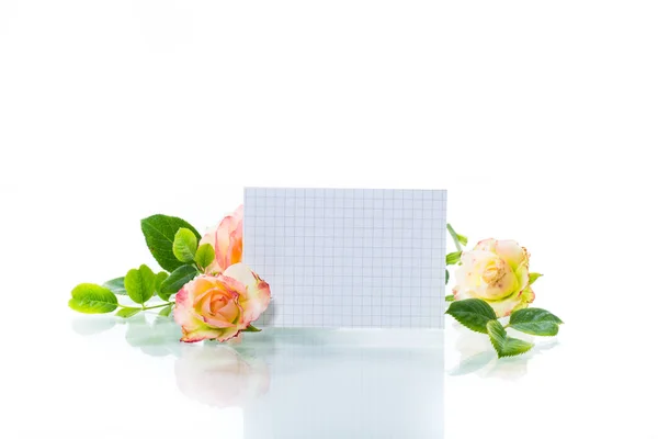 Pink beautiful summer roses with blank letterhead for text — Stock Photo, Image