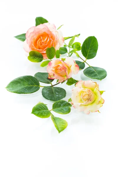 Розовые красивые летние розы на белом фоне — стоковое фото